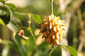 A Biriba fruit at Up in the Hill Eco Lodge in Panama