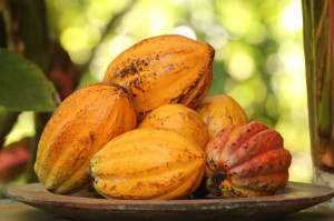 Up close image of cacao in Bocas del Toro Panama at Up in the Hill Eco Lodge