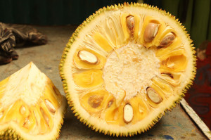 A jackfruit from Up in the hill Chocolate farm