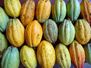 Close up image of cacao from Panama Eco Lodge Up in the Hill in Bocas del Toro.