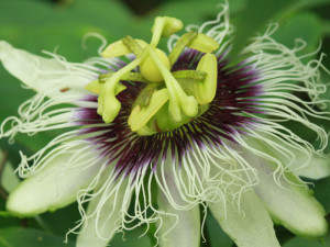 A tropical flower at Up in the Hill Eco Lodge in Panama.