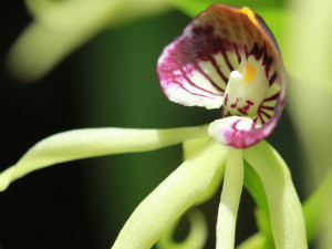 a Flower from up in the hill chocolate farm.