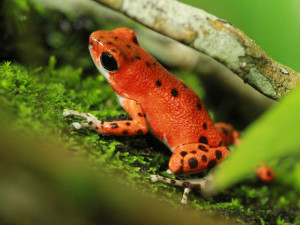 A close up of a red frog at up in the hill eco lodge in Panama