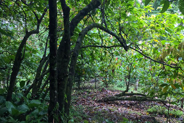 Up in the Hill Chocolate Farm in Bocas del Toro is a sustainable reforestation project.
