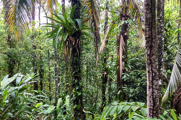 Eco Lodge and Chocolate Farm in Bocas del Toro, Panama - Up in the Hill