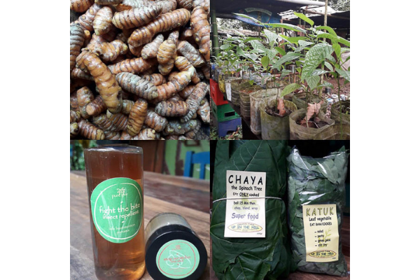 Up in the Hill has katuk and chia for sale